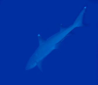 화이트 팁 샤크 (White Tip Shark). 지느러미에 선명한 하얀색. 